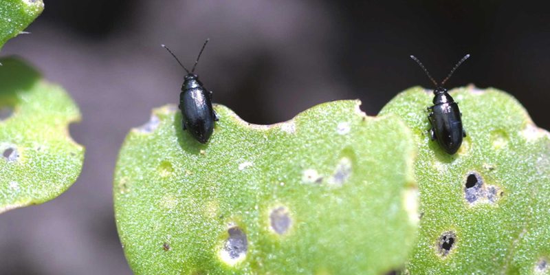 flea beetle 800x400 1