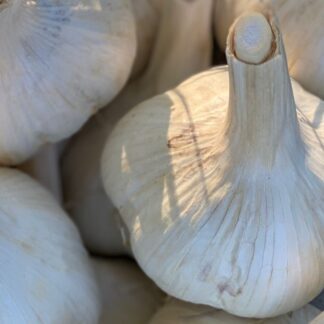 Organic Montana Giant Garlic