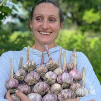 Organic Violet Spring Hardneck Garlic