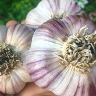 Growing Bogatyr Hardneck Garlic