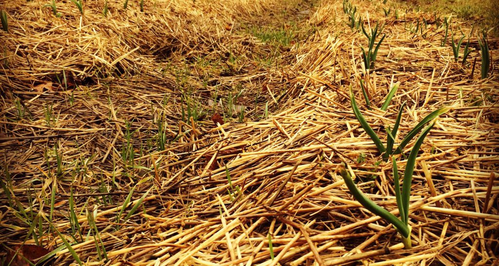 garlic mulch in april