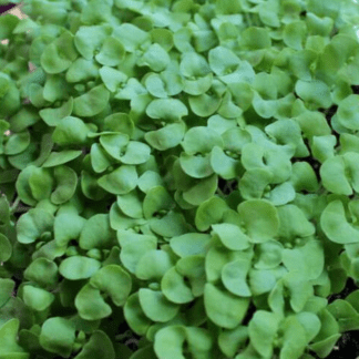 Organic Genovese Basil for Microgreens