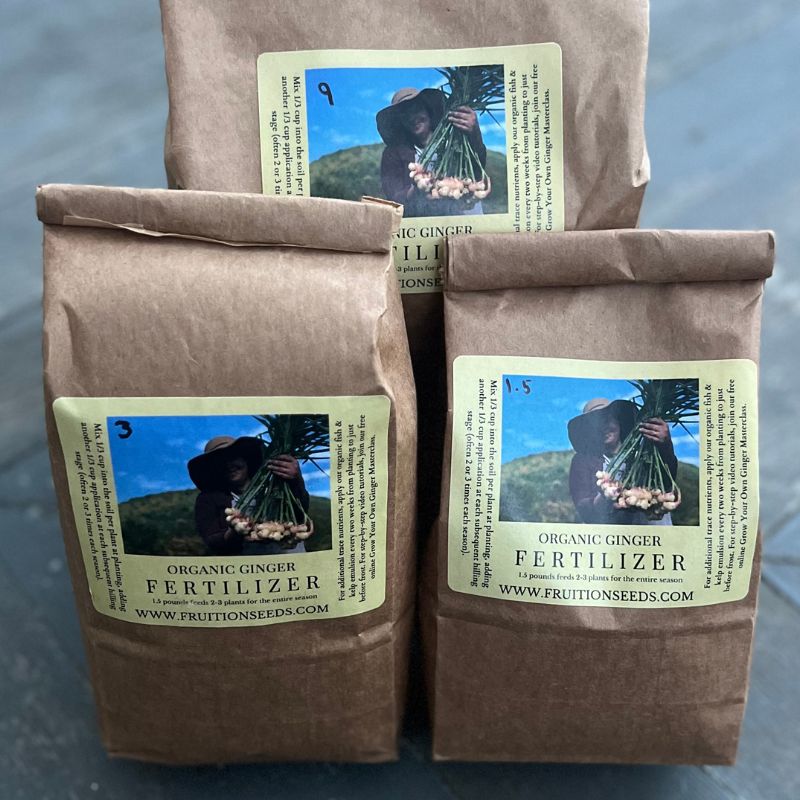 Organic Ginger Fruition Seeds