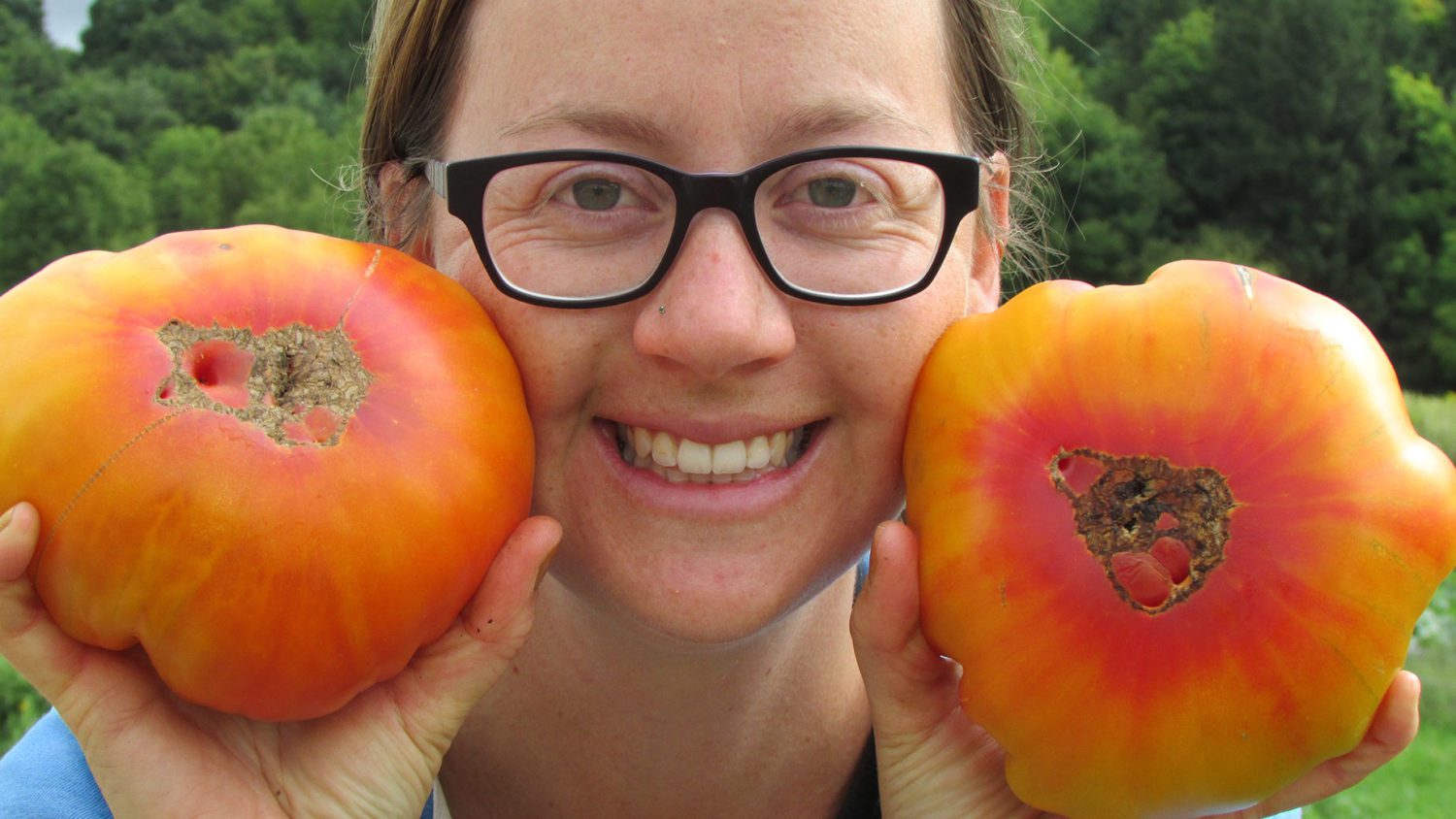 gold medal tomato