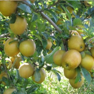 Organic GoldRush Semi-Dwarf Apple Tree - Fruition Seeds