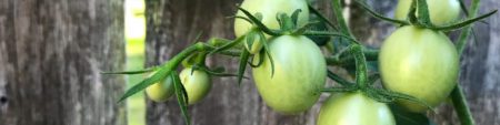 green tomato vine 2000 500