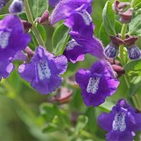 Organic Mad Dog Skullcap