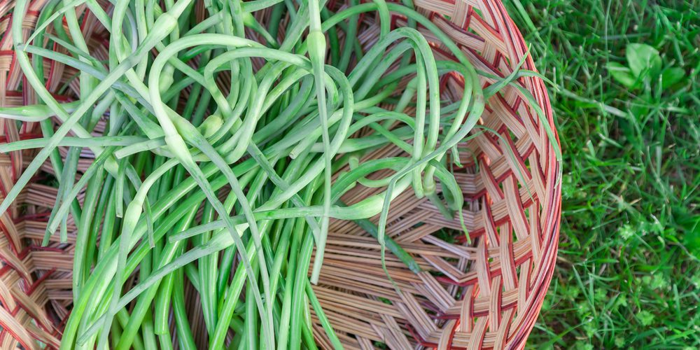 harvesting-garlic-scapes