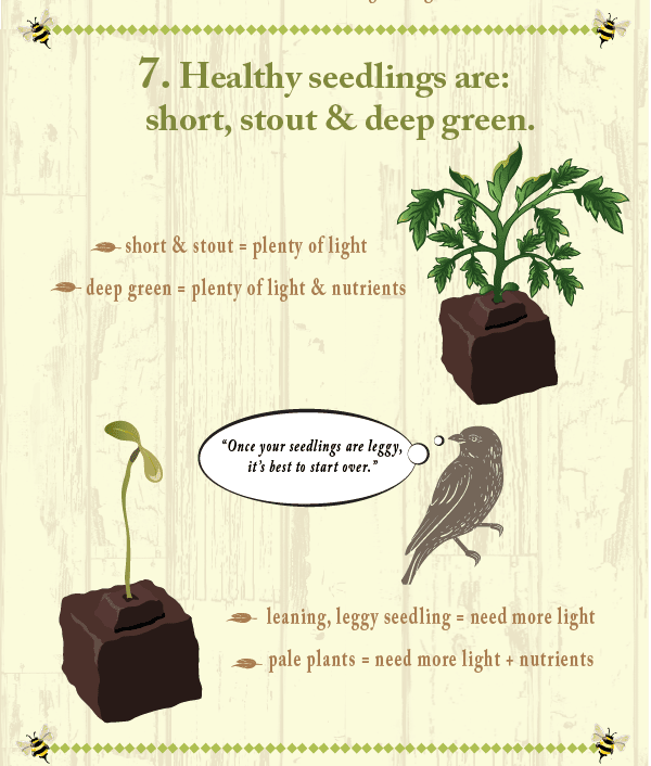 healthy seedlings infographic