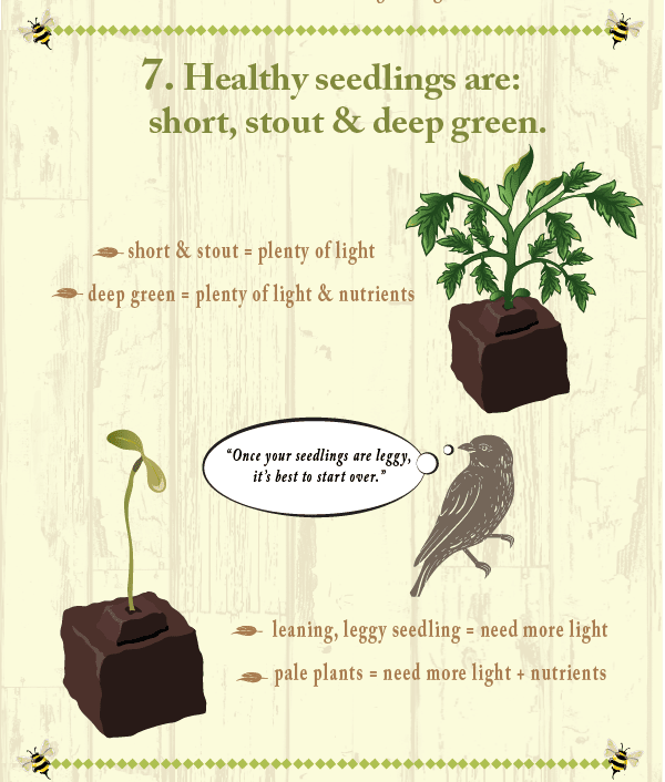 My Favorite Tomatoes & Starting from Seed 9 healthy seedlings infographic
