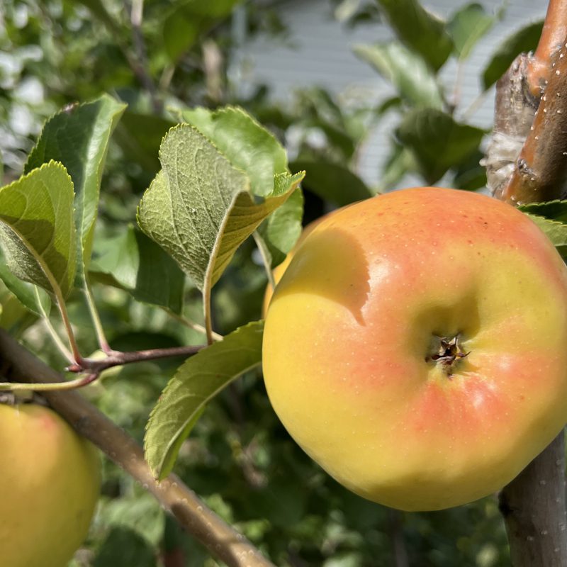 Organic GoldRush Semi-Dwarf Apple Tree - Fruition Seeds