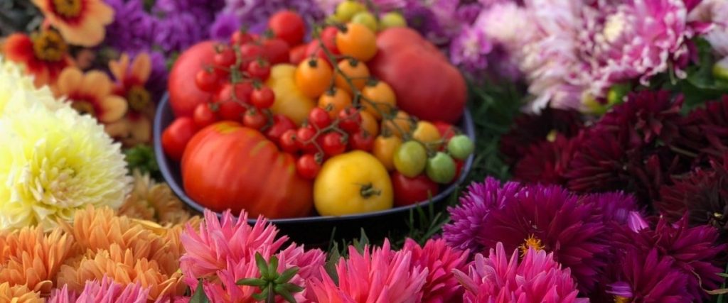 hero organic tomato dahlia