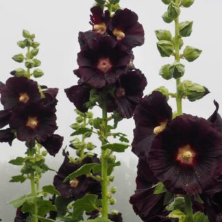 Organic Midnight Black Hollyhock