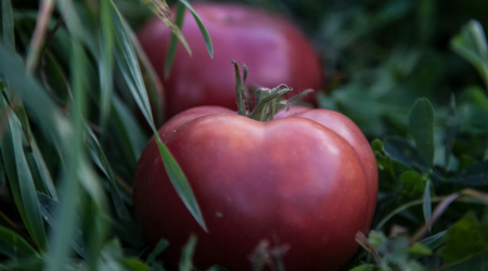 5 Keys to Preventing Tomato Disease (there is no silver bullet, but #1 is close) 9 i2s5w5sg