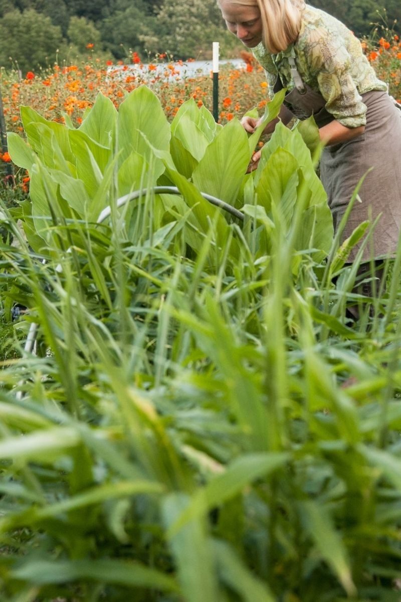Sowing & Growing Series Ginger Fruition Seeds