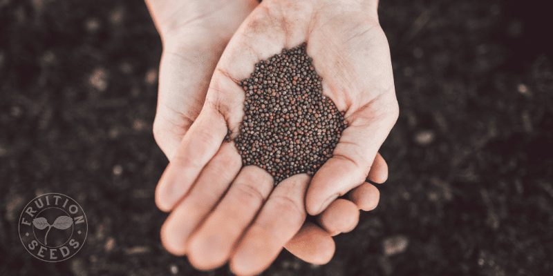 seeds in cupped hands
