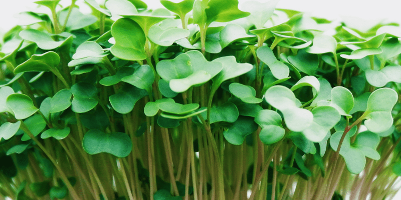 Fruition's Microgreens Time Lapse! 7 image 16