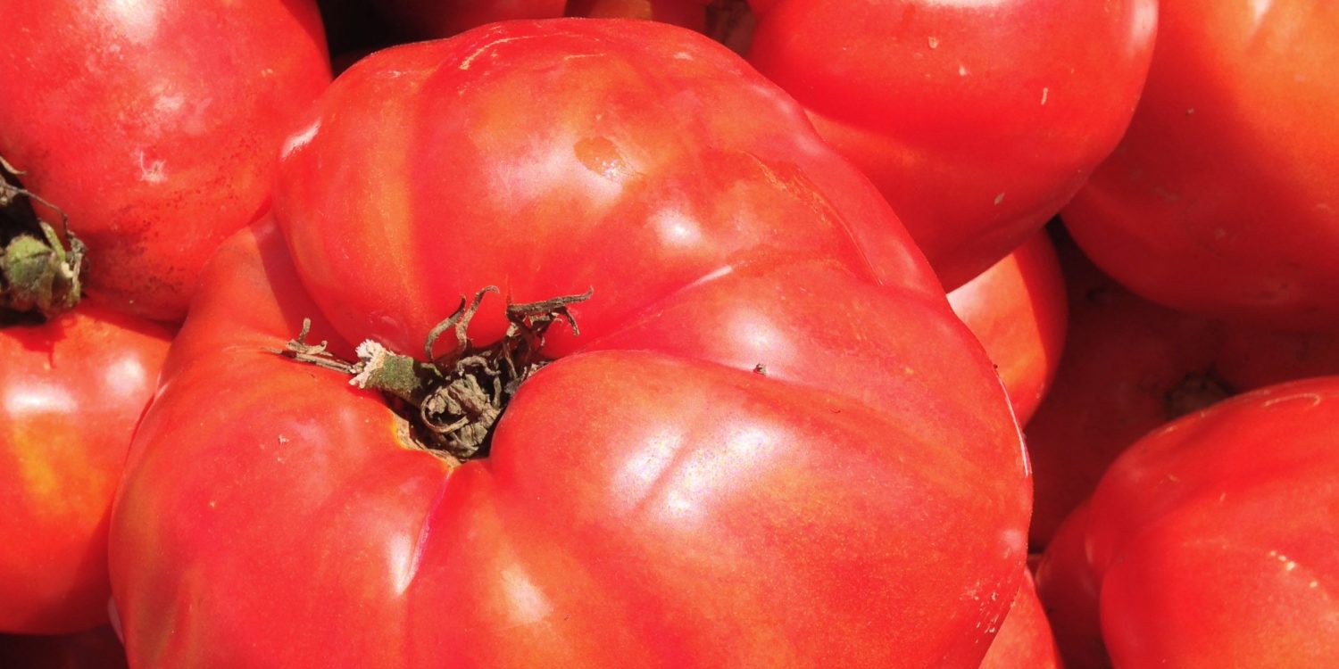italian heirloom tomato