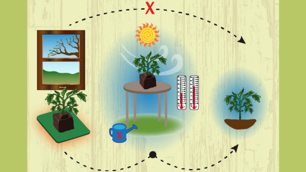 7 Essentials of Seed Starting: an Infographic 1 k2i4fe8q