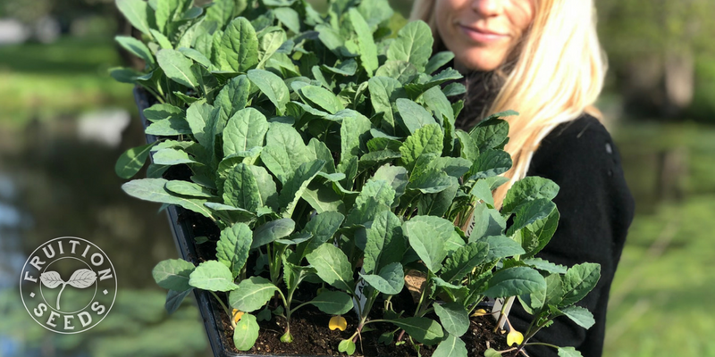 kale transplants tray