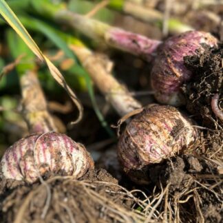 Growing Organic Killarney Red Hardneck Garlic