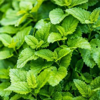 Organic Lemon Balm