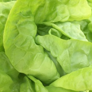 Organic Grosse Blonde Paresseuse Lettuce