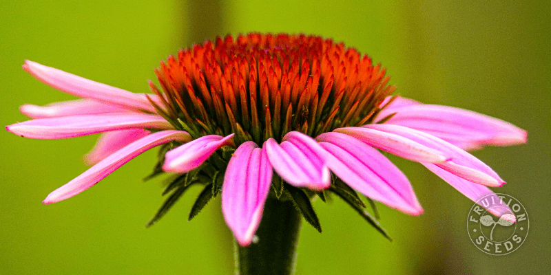 m8czzfotlagnw28utgnw_800_x_400_echinacea-8770035