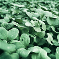 Organic Winter Red Kale for Microgreens