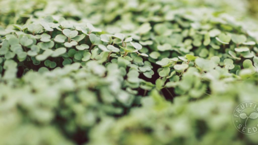 microgreens closeup