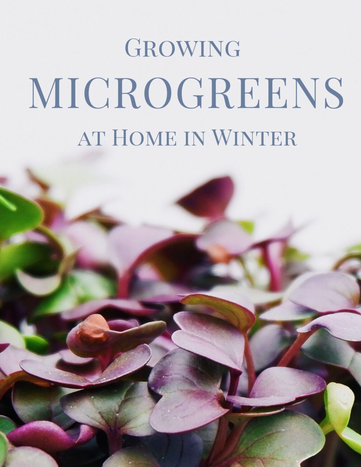microgreens ebook cover scaled e1698774989369