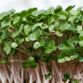 Organic Mustard for Microgreens