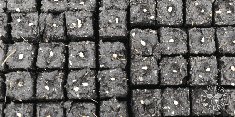 7 Steps for Gorgeous Tomato, Pepper & Eggplant Seedlings Plus Common Mistakes to Avoid 14