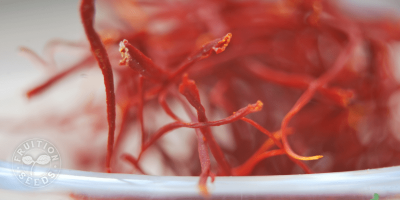 Grow Your Own Saffron! 5