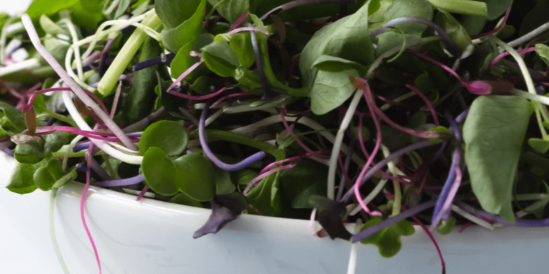 oHTgmC30Q4GHzQpjkDZE 800 x 400 confetti radish microgreens