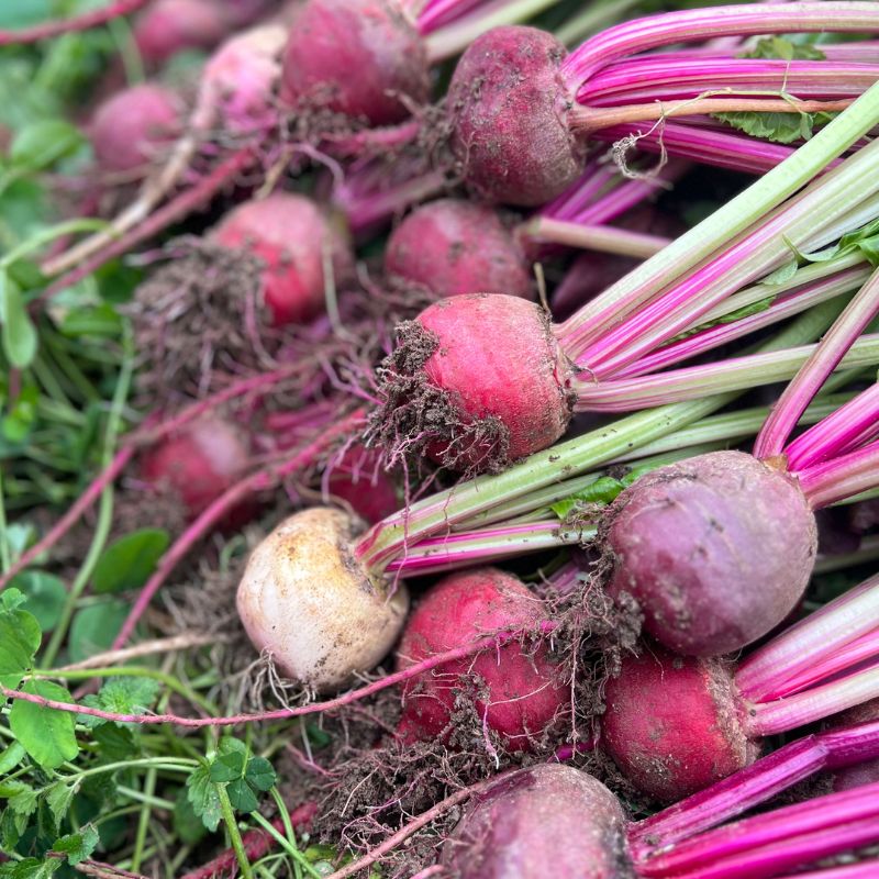 https://www.fruitionseeds.com/wp-content/uploads/orbit-beet-3.jpg