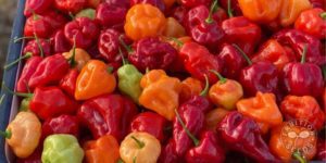 organic aha pepper 14
