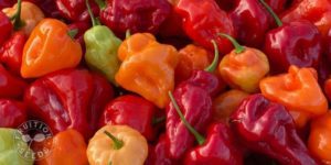 organic aha pepper 15