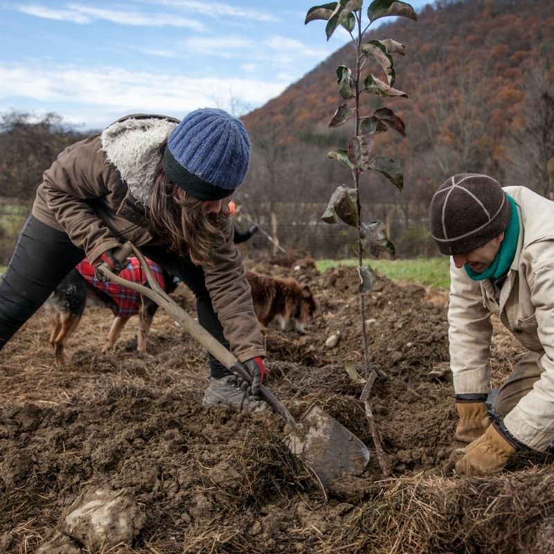 Events 5 organic apple tree