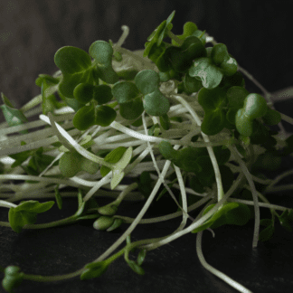Organic Arugula for Microgreens