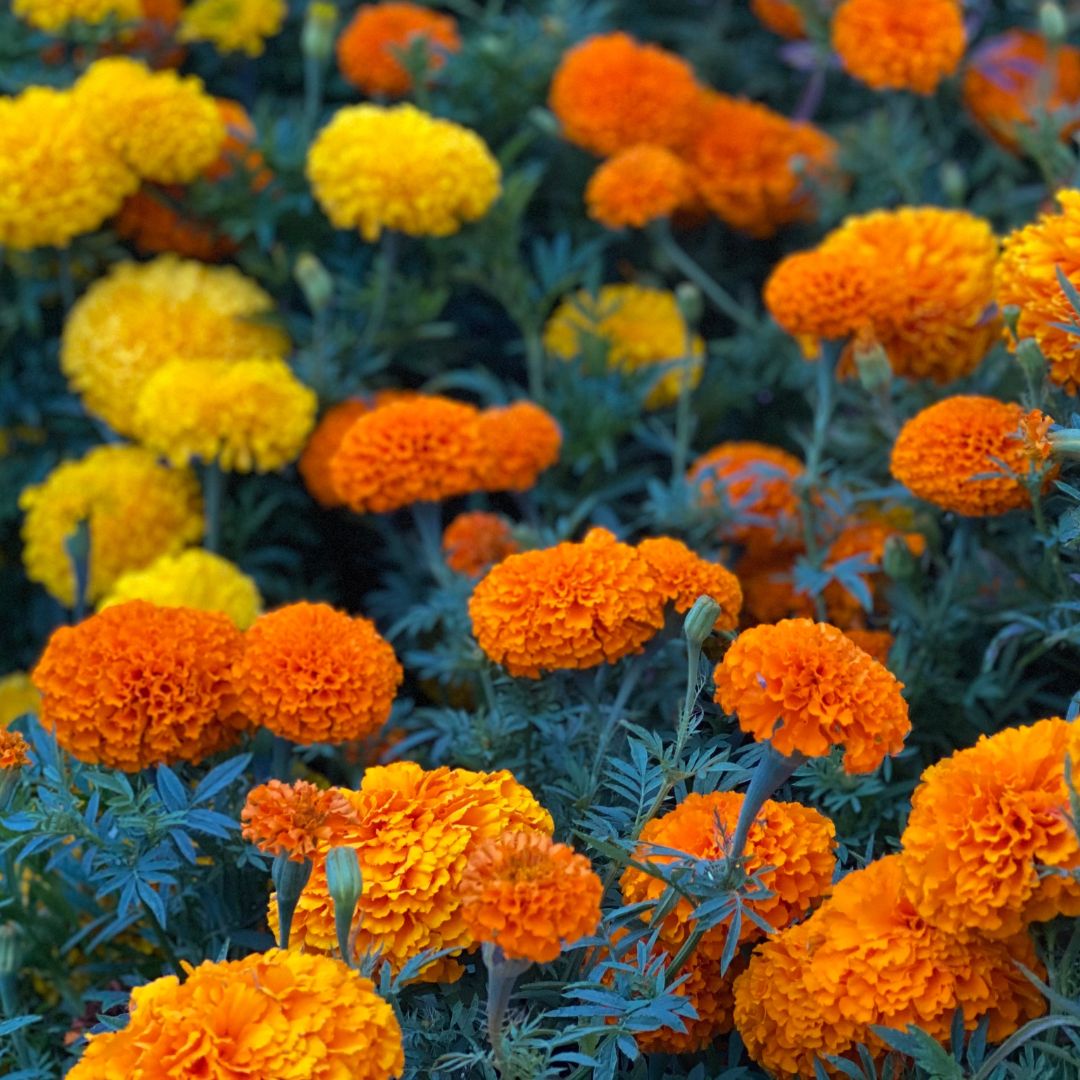 Organic Giant Ball Marigold - Fruition Seeds