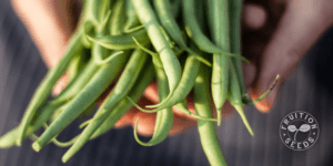 organic-green-provider-bean-fruition-seeds