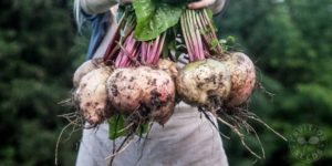 organic beet