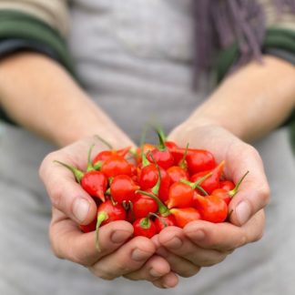 Organic Biquinho Red Sweet Pepper