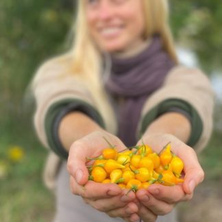 Organic Biquinho Yellow Sweet Pepper