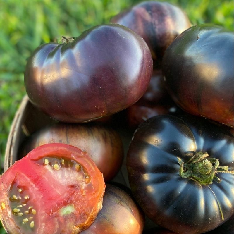 Organic Rainbow Slicer Tomato Collection