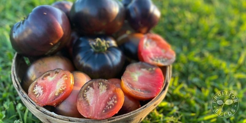 organic black beauty tomato 6