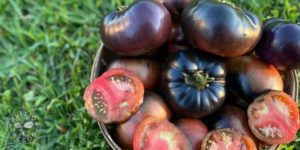 organic black beauty tomato 7