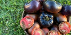 Organic Black Beauty Tomato 1 organic black beauty tomato 7