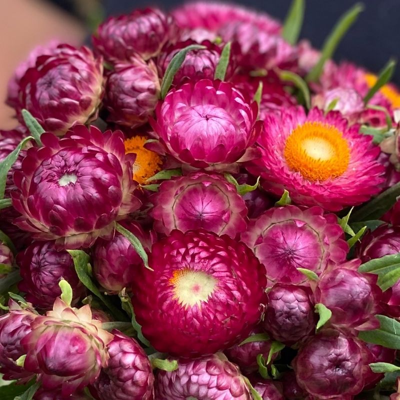 A strawflower by any other name